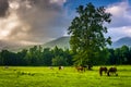 Tree and horses in a field, at Cade's Cove, Great Smoky Mountain Royalty Free Stock Photo