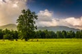 Tree and horses in a field, at Cade's Cove, Great Smoky Mountain Royalty Free Stock Photo