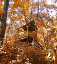 Tree house. Autumn forest. Yellow foliage.