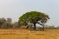 A tree and house at Ban Kiat Ngong Wetlands and ricefields - Champasak, Laos