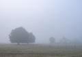 tree and house in early morning summer fog in the countryside of regional park boucles de la seine in french normandy