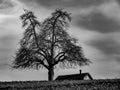 Tree and house on field at black and white Royalty Free Stock Photo