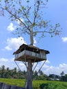a tree house in a rice field, with flowering plants in the sky Royalty Free Stock Photo
