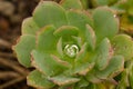 Tree houseleek covered with water drops.