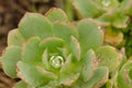 Tree houseleek covered with water drops.