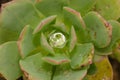 Tree houseleek covered with water drops.