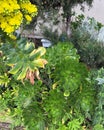 Tree Houseleek, Irish Rose, Aeonium arboreum, beautiful yellow Inflorescence