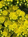 Tree Houseleek, Irish Rose, Aeonium arboreum, beautiful yellow Inflorescence