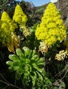 Tree houseleek or Irish rose plant. Canary Islands. Spain. Royalty Free Stock Photo