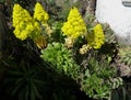 Tree houseleek or Irish rose plant. Canary Islands. Spain. Royalty Free Stock Photo