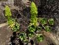 Tree houseleek or Irish rose plant. Canary Islands. Spain. Royalty Free Stock Photo