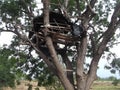 Tree houses. Trees built to protect farmland.