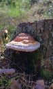 A tree hub on a felled tree trunk. White-orange mushroom