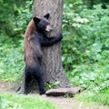 Tree Hugger black bear Royalty Free Stock Photo