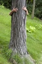 Tree Hugger Environmentalist, Hug Save Environment Royalty Free Stock Photo