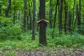 Tree hugging. Close-up of hands hugging tree a Royalty Free Stock Photo