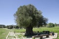 Tree of hundreds of years old in Alacati Royalty Free Stock Photo