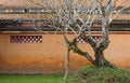 Tree in Hung To Mieu Temple Complex