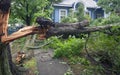 Tree hurricane tornado storm damage