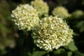 Tree hydrangea - a large inflorescence during flowering. Royalty Free Stock Photo