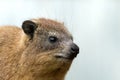 Tree Hyrax, Tree dassie on bright background at Serengeti National Park in Tanzania, Africa