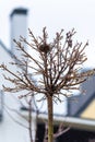 Tree with ice glaze. Rain and frost. Birds left a small nest in the tree. maple on a trunk Royalty Free Stock Photo