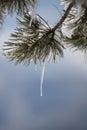 Tree with ice