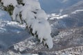 Tree with ice