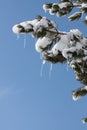 Tree with ice