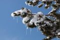 Tree with ice