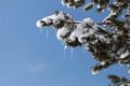 Tree with ice