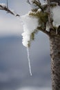 Tree with ice