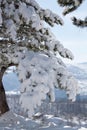 Tree with ice