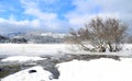 Tree in an icy lake in winter Royalty Free Stock Photo