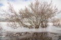 Tree in an icy lake in winter Royalty Free Stock Photo