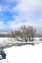 Tree in an icy lake in winter Royalty Free Stock Photo