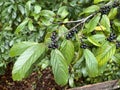 Tree ID. Fruit. Carolina Buckthorn. Frangula caroliniana