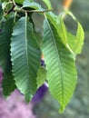 Tree Identification: American Chestnut Tree Leaf