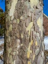 Tree Identification: American Sycamore. Platanus occidentalis Royalty Free Stock Photo