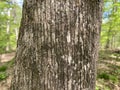 Tree Identification. Tree Bark. Eastern Hop Hornbeam. Ostrya virginiana Royalty Free Stock Photo