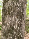 Tree Identification. Tree Bark. Eastern Hop Hornbeam. Ostrya virginiana