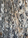 Tree Identification. Bark. Honduran Mahogany. Swietenia Mahogani Royalty Free Stock Photo