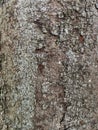 Tree Identification. Bark. Australian Cheesewood. Pittosporum Undulatum.