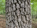 Tree Identification. Tree Bark. Black Gum. Nyssa Sylvatica Royalty Free Stock Photo