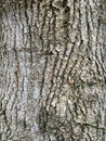 Tree Identification. Bark. Boxelder