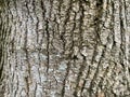 Tree Identification. Bark. Boxelder