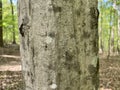 Tree Identification. Bark. Carpinus caroliniana. American Hornbeam