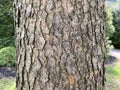 Tree Identification. Tree Bark. Chinese Pistache. Pistacia chinensis Royalty Free Stock Photo