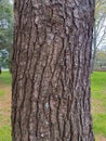 Tree Identification. Bark. Eastern White Pine. Pinus stobus Royalty Free Stock Photo