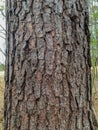 Tree Identification. Bark. Loblolly Pine. Pinus Taeda Royalty Free Stock Photo